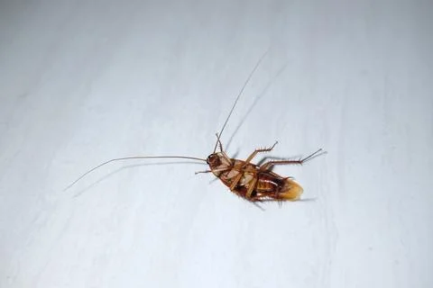 Close up detail of cockroach upside down on the floor Stock Photos
