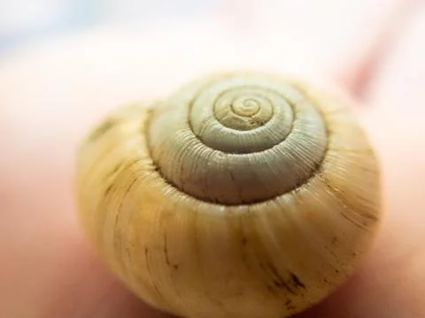 Close up detail of empty snail shell in bright light showing texture Stock Photos
