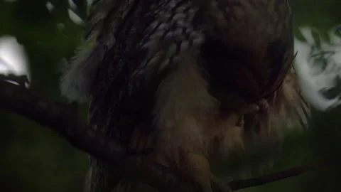 Close up detail feather care of long eared owl (Asio otus) sitting on branch. Stock Footage 144802440
