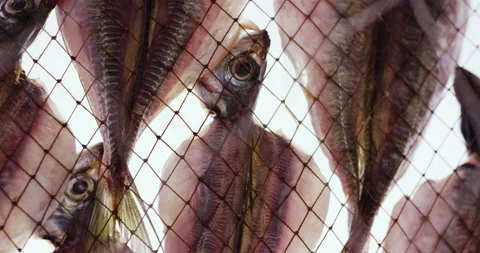 Close up detail of fish drying on sun placed on sheet with nest Stock Footage 156285495