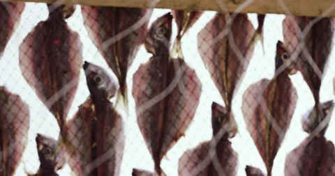 Close up detail of fish drying on sun placed on board with nest Stock Footage 156285549