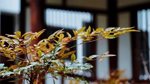 Close-up detail footage of classical temple architecture 스톡 동영상 335920249