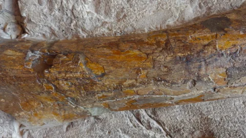 Close Detail of Fossilized Dinosaur Bone Texture in Sedimentary Rock Stock Footage 339747201