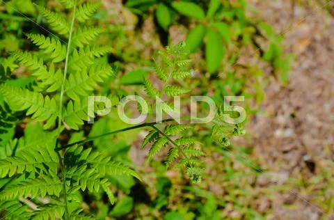 Close up detail of fronds on a Tasmanian Tree Fern Dicksonia antarctica Stock Photos