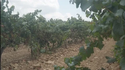 Close-up detail of a green grape cluster with grapevine leaves, vine and oran Stock Footage 137639443