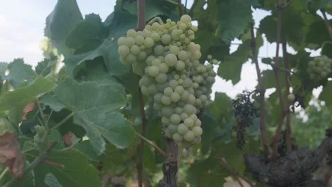 Close-up detail of a green grape cluster with grapevine leaves, vine and oran Video stock 137639545