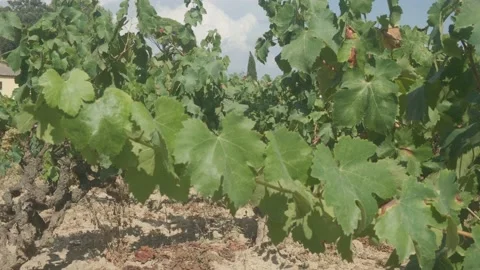 Close-up detail of a green grape cluster with grapevine leaves, vine and oran Video stock 137639559