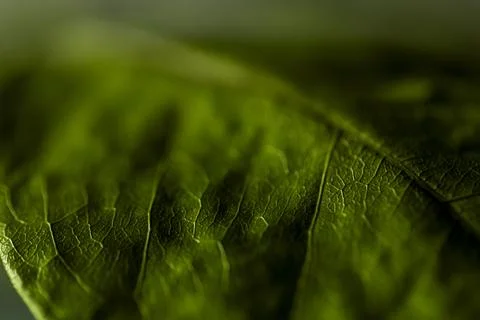 Close-up detail of green leaf surface and texture. Pau Brasil Stock Photos