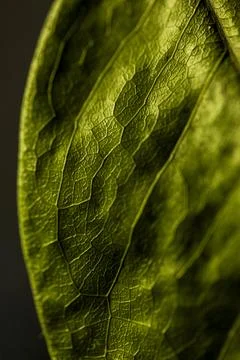 Close-up detail of green leaf surface and texture. Pau Brasil Stock Photos
