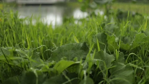 Close-up detail image of grass with water drops 스톡 동영상 84437612