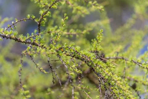 Close up detail of larch texture, subtle color gradient from brown cones to f 写真素材