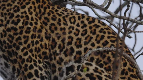 Close-up detail of leopard coat in dawn light, South Africa Stock Footage 318820599