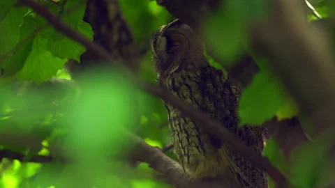 Close up detail of long eared owl (Asio otus) sleeping on branch in crown. Stock Footage 145010652