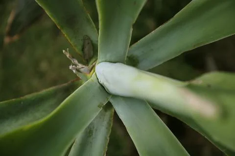 Close up detail looking down the fronds of a green tropical plant Stock Photos