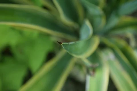 Close up detail looking down the fronds of a green tropical plant Stock Photos