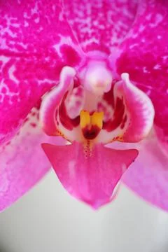 Close up detail macro structure of purple dendrobium orchid flower Stock Photos