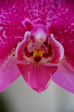 Close up detail macro structure of purple dendrobium orchid flower Stock Photos