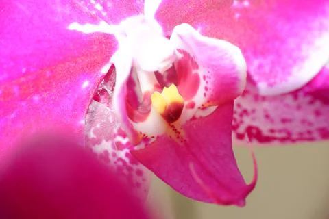 Close up detail macro structure of purple dendrobium orchid flower Stock Photos