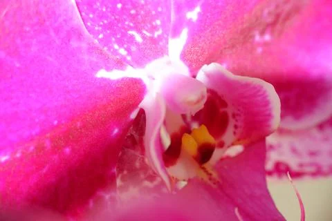 Close up detail macro structure of purple dendrobium orchid flower Stock Photos