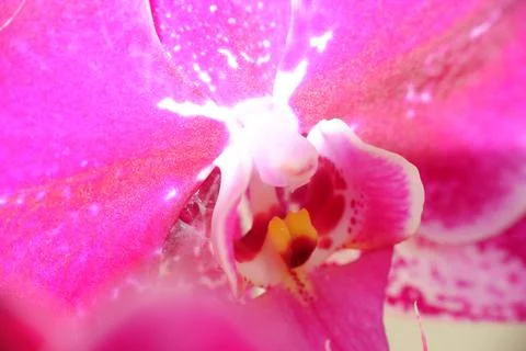 Close up detail macro structure of purple dendrobium orchid flower Stock Photos
