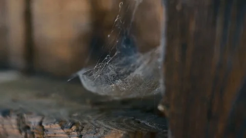 Close up detail of old spider's web Stock Footage 111141728