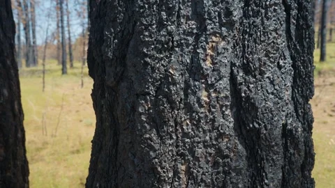 Close up detail pan of burned tree bark after forest fire Vidéo 268155236