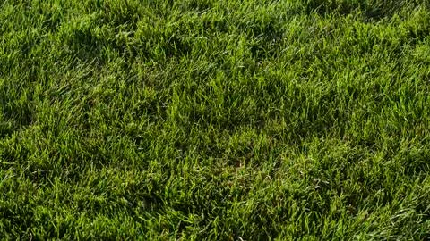 Close-up detail of a patch of think, green, Kentucky blue grass. Stock Photos