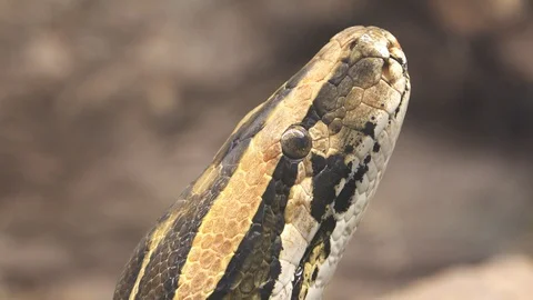 Close detail of python head Stockbeeldmateriaal 91847248