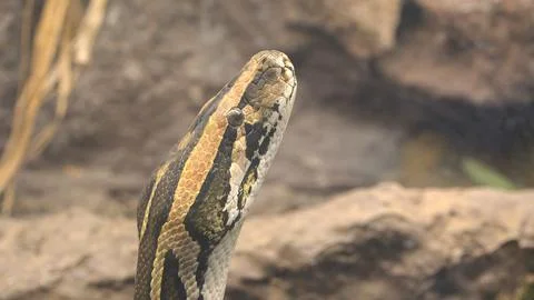 Close detail of python head Stock Photos