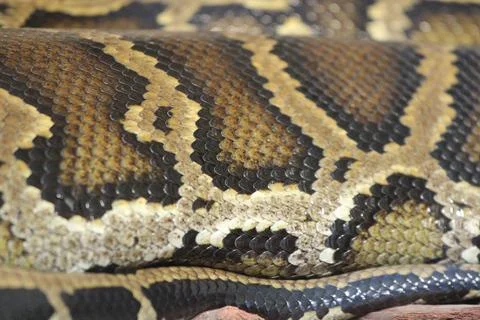 Close-up detail of python snake skin Stock Photos