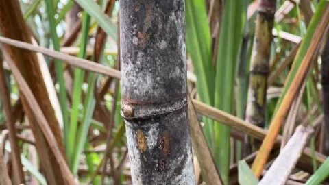 Close up detail of a ripe red ring sugar cane stalk Vidéo 268537346