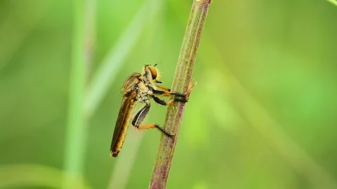 Close up detail of Robber Flies Stock Footage 121513183