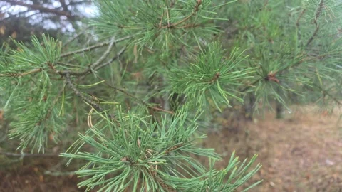 Close Up Detail Of Sharp Green Pine Needles On A Forest Branch Stock Footage 348057865