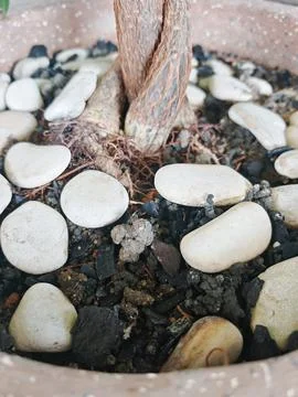 Close up detail of a small tree trunk with green leaves and textured bark on Foto stock