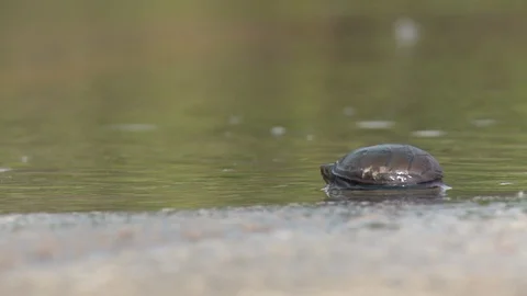 Close up detail of small turtle in flooded road, New Orleans, US Stock Footage 132396285