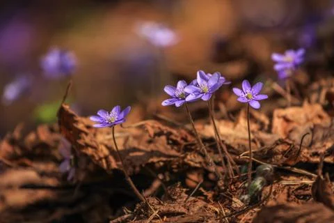 Close detail of small violet spring flower Stock Photos