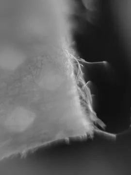 Close up detail of the surface texture of the fabric 库存照片
