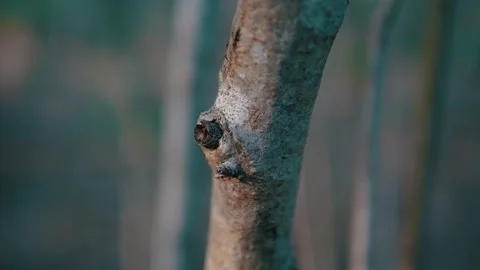Close up detail of tree trunk in the forest Video stock 132349842