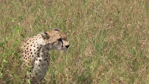 CLOSE UP: Detail of wild hungry cheetah hiding in grass hunting prey in ambush Stock Footage