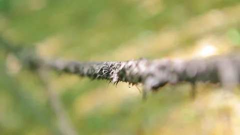 Close-up detail of a worn rope Stock Footage 148665654