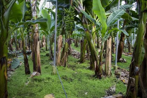 Close-up detailed and high-quality view of bananas that are still growing and Stock Photos