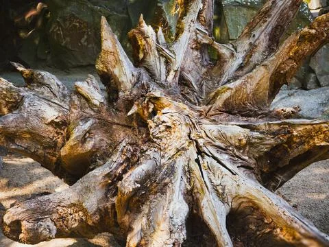 Close-up of detailed dry tree root with natural wooden texture Stock Photos