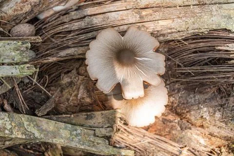 Close up detailed macro view of delicate wild mushrooms thriving on a rotti.. Stock Photos