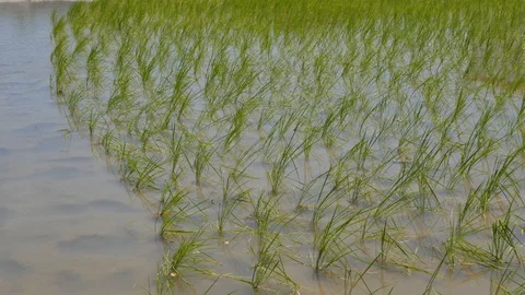 Close detailed shot right to left pan over a small rice paddy field Stock Footage 112233349