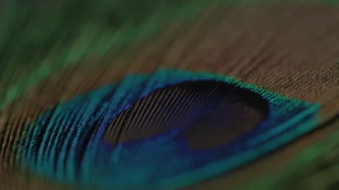 Close up detailed shots of various assorted bird feathers Stock Footage 265893789