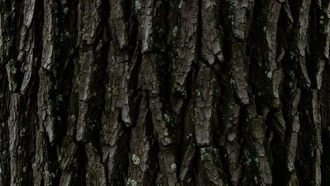 Close up detailed texture of dark tree bark with natural rough patterns and.. Fotos de archivo