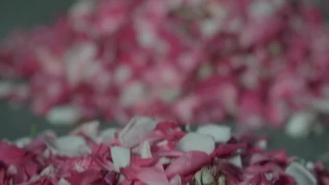 Close up detailed texture look at a thick bed of fresh pink and red flower Stock Footage 336289505