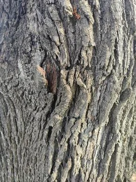 Close-up of detailed tree bark texture Stock Photos