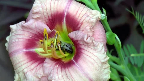 Close-up, detailed view of a bee on a Hemerocallis Siloam Bye Lo flower. Stock Footage 146029699