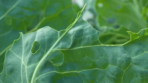 CLOSE UP: Detailed view of cabbage leaf perforated by a cabbage moth parasite Stock Footage 203800638